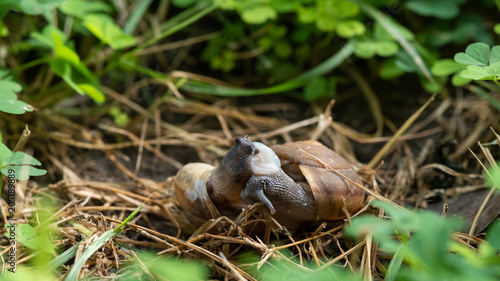 Couple Of Snail Mating.