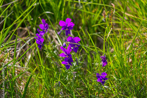 Wild flowers grow on the mountain plain. Carpathians