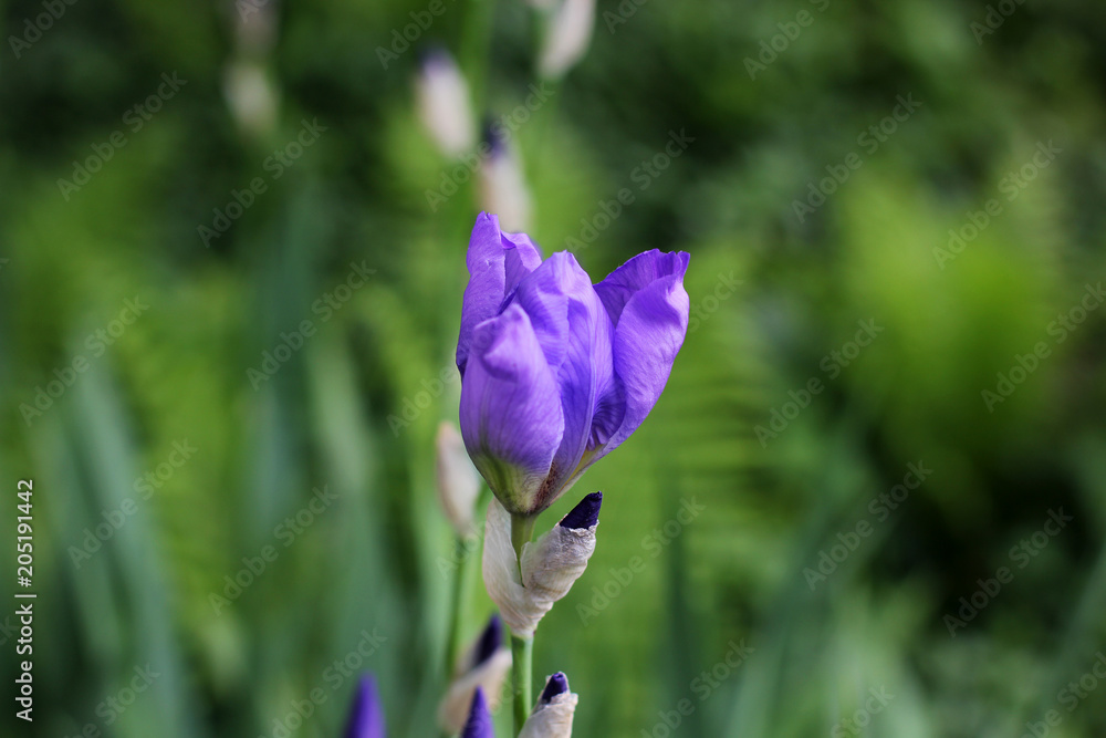 Irises. Flowers in the garden. Spring