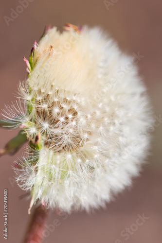 Fototapeta Naklejka Na Ścianę i Meble -  white dandelion as background