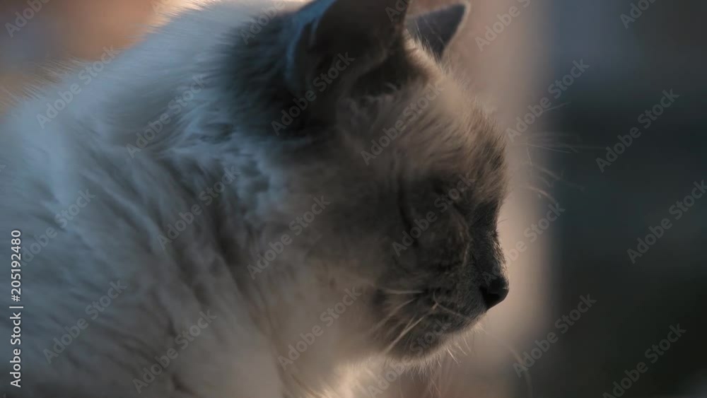 Cute birman cat face close up Cute birman cat face close up