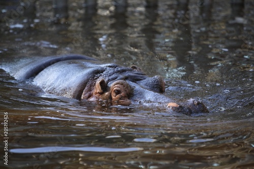 Hippo in water. Keeping an eye out! 