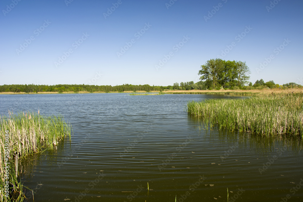 Lake reeds, horizon and blue sky