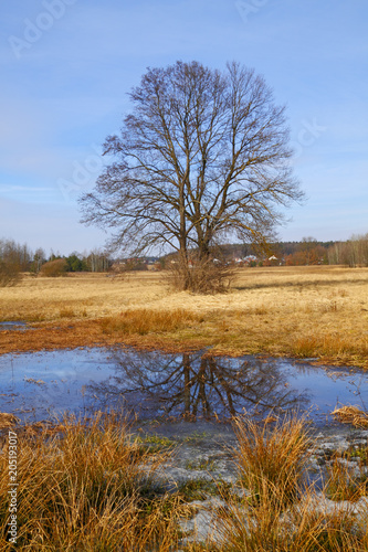 Flood-meadow at early spring