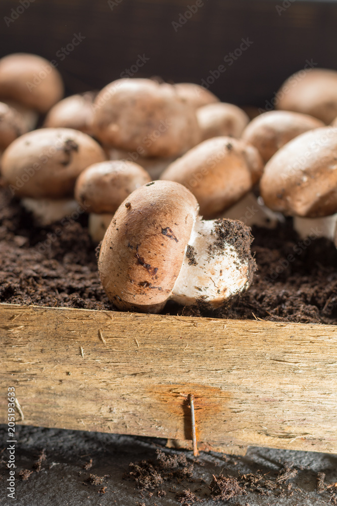 Cultivation of brown champignons mushrooms, grow in underground nature caves in France, ready for harvest Cultivation of brown champignons mushrooms, grow in underground nature caves in France, ready for harvest