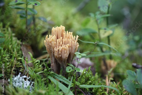 Ramaria testaceoflava, a coral fungus from Finland with no common english name