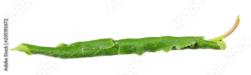 Green leaf of hackberry (Prunus padus), rolled in tubule by caterpillar of Eudemis porphyrana leafroller moth isolated on white background photo