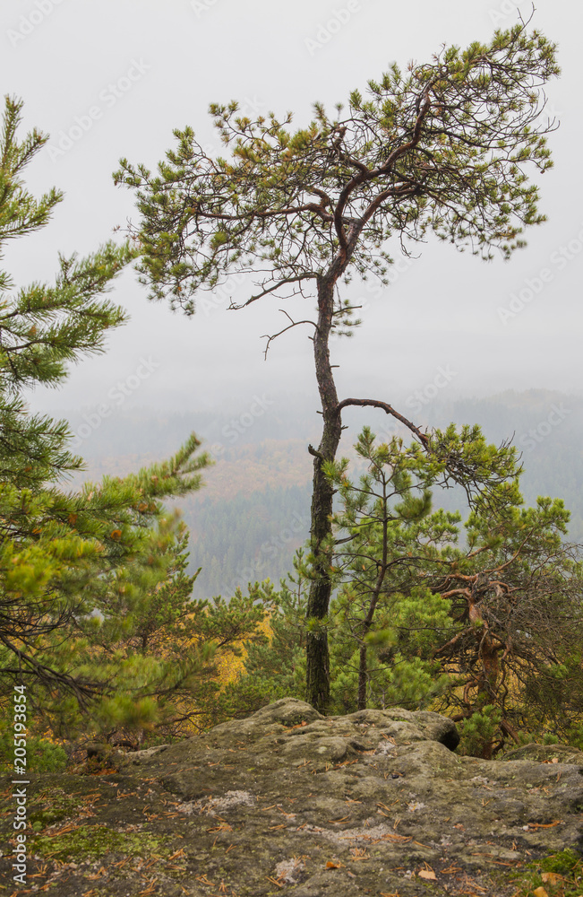 Obraz premium Bohemian Switzerland National Park, Czech Republic
