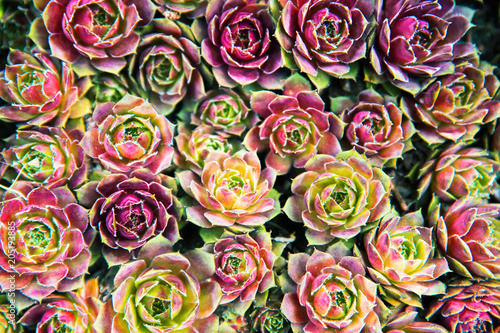 Fotografie Background of plants succulents in the garden.