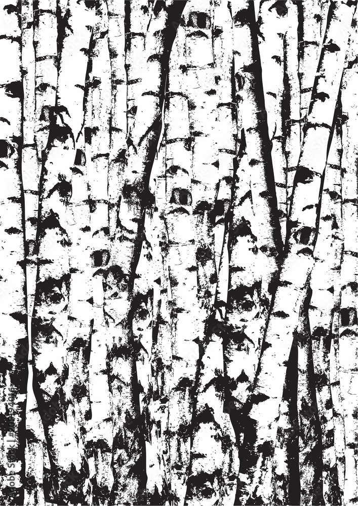 Realistic vector black and white illustration of birch tees trunks. Black and white birch trees forest. Realistic vector black and white illustration of birch tees trunks. Black and white birch trees forest.