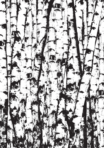 Realistic vector black and white illustration of birch tees trunks. Black and white birch trees forest.