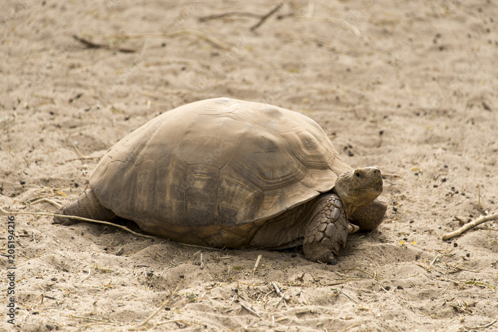 Tortue sillonnée, Tortue de savane, Geochelone sulcata, Centrochelys ...