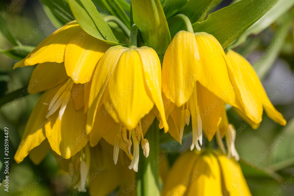 Beautiful bright yellow flowers hazel grouse imperial on a lawn in a spring park or garden. Close up, macro Beautiful bright yellow flowers hazel grouse imperial on a lawn in a spring park or garden. Close up, macro