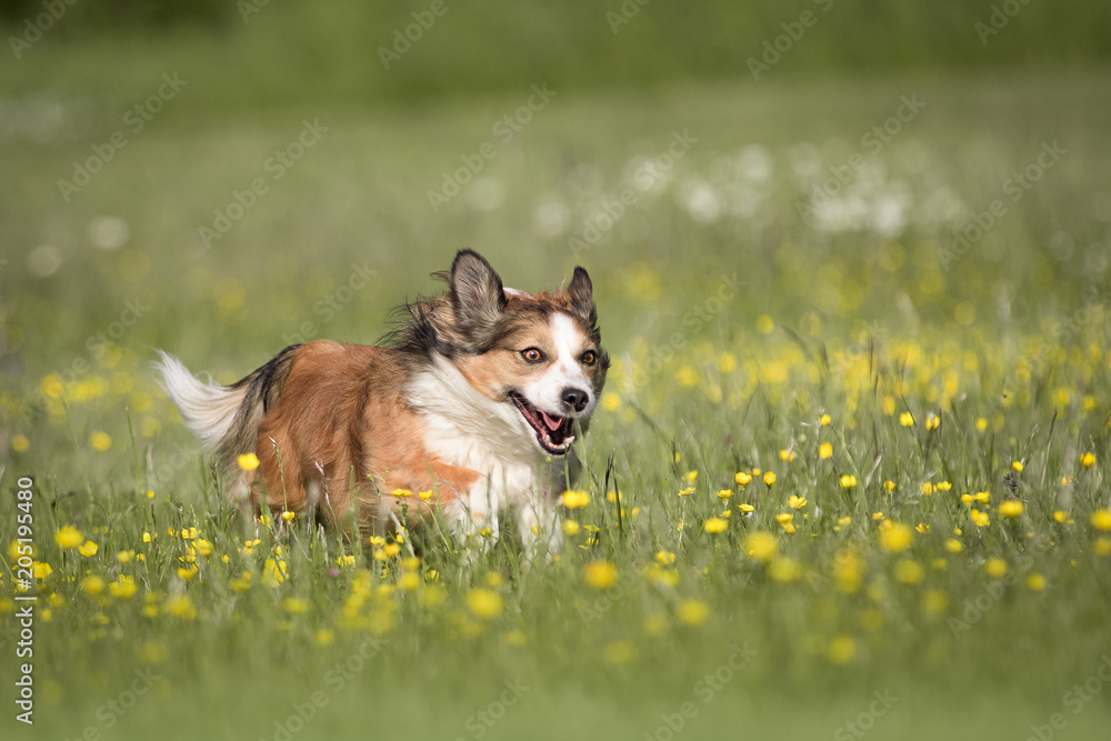 Süßer Mischlingshund beim Sapziergang