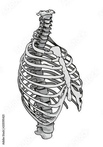 skeleton thorax vector