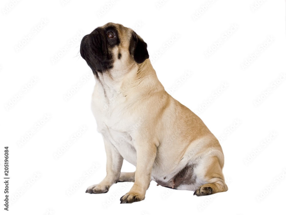 Pug dog isolated. Sitting and looking up