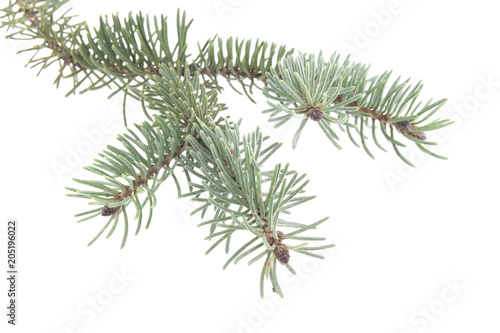 branch of Christmas tree isolated on white background