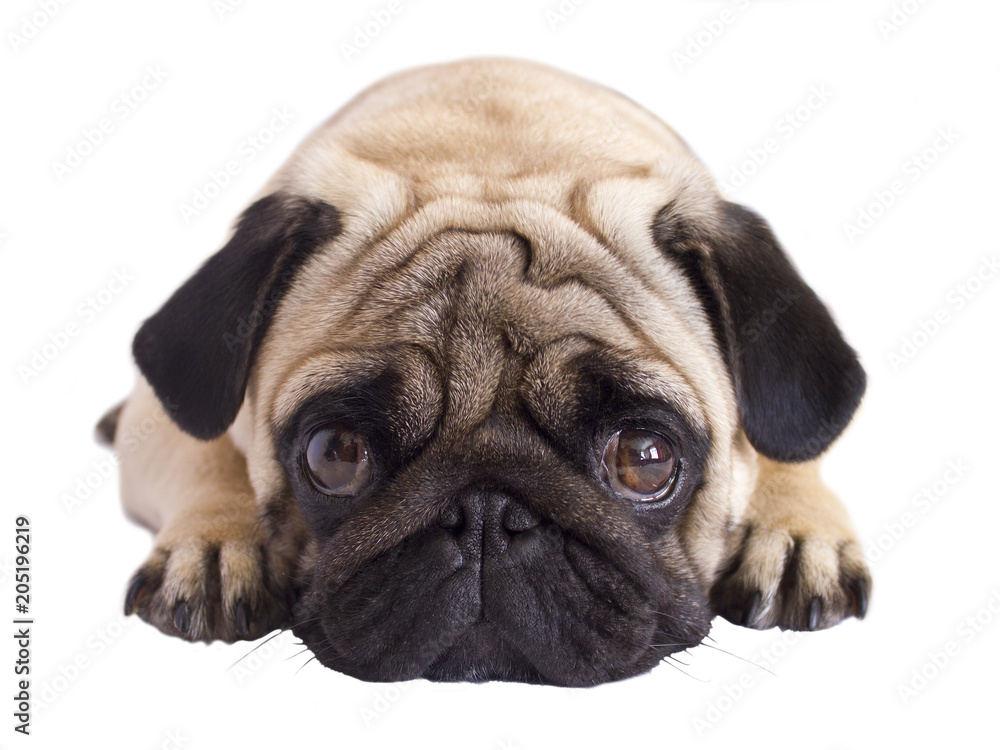 Pug dog isolated. Looking sad with big eyes