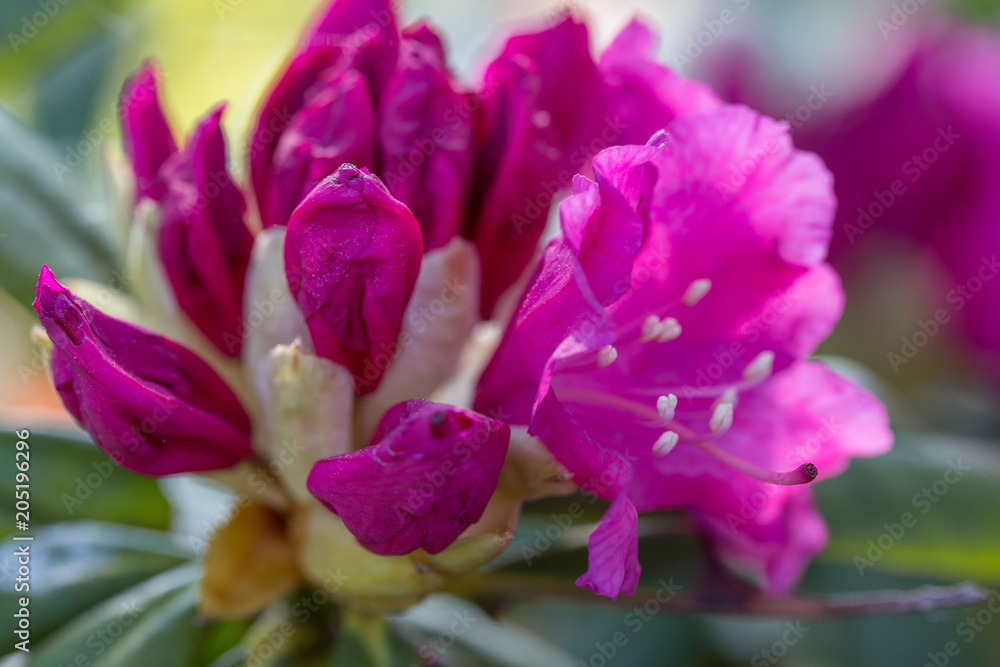 Beautiful pink Rhododendron, bud and flower at the beginning of the dissolution. Latvia. Close-up, macro, shallow depth of field