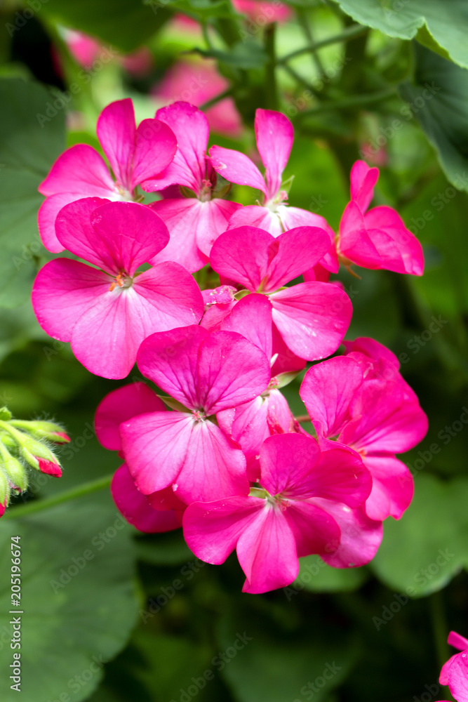 Bright pink flowers background. Bright pink flowers background.