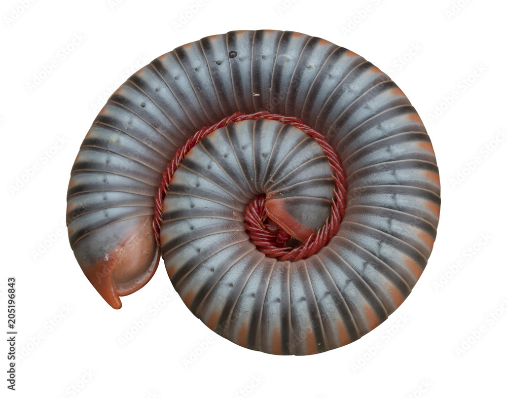 Obraz premium Millipede coil a round