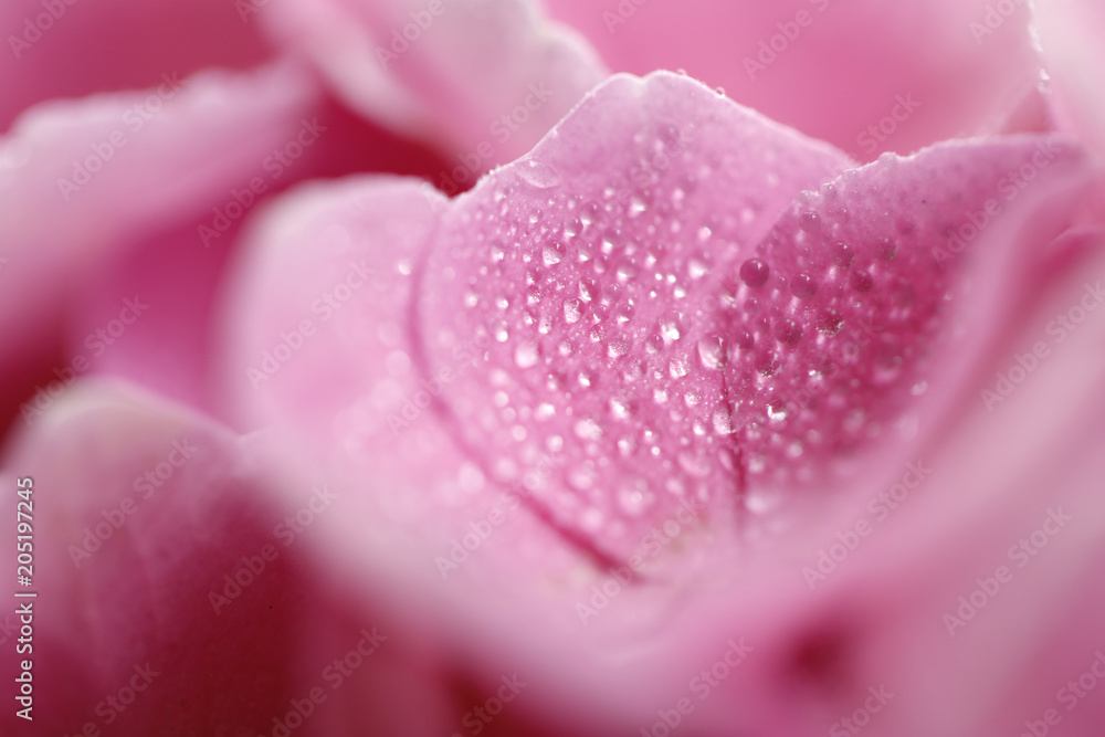 紫陽花 紫陽花