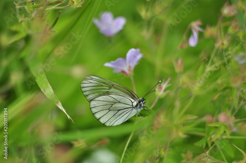 butterfly  nature  flower  summer green garden © Tanya Breeze