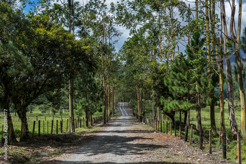 Road surrounded by trees at Alajuela province in Costa Rica