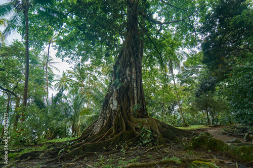 Huge tree with enormous roots at Drake bay Península de la Osa in Costa Rica