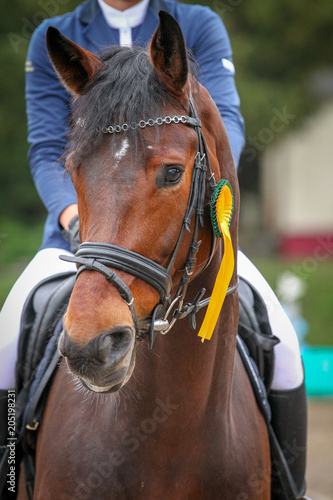 Horse in the victory ceremony in portraits with winner bow.