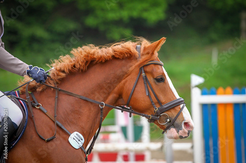 Horse in the jumping course, taken over the jump as head portraits from the side.