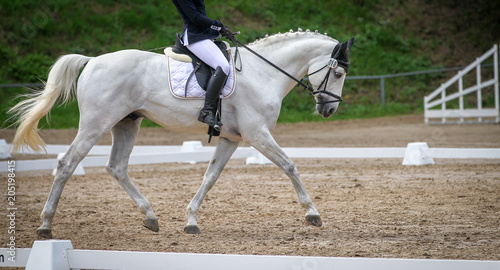 Horse horse with rider in the dressage course, in the trot. © RD-Fotografie