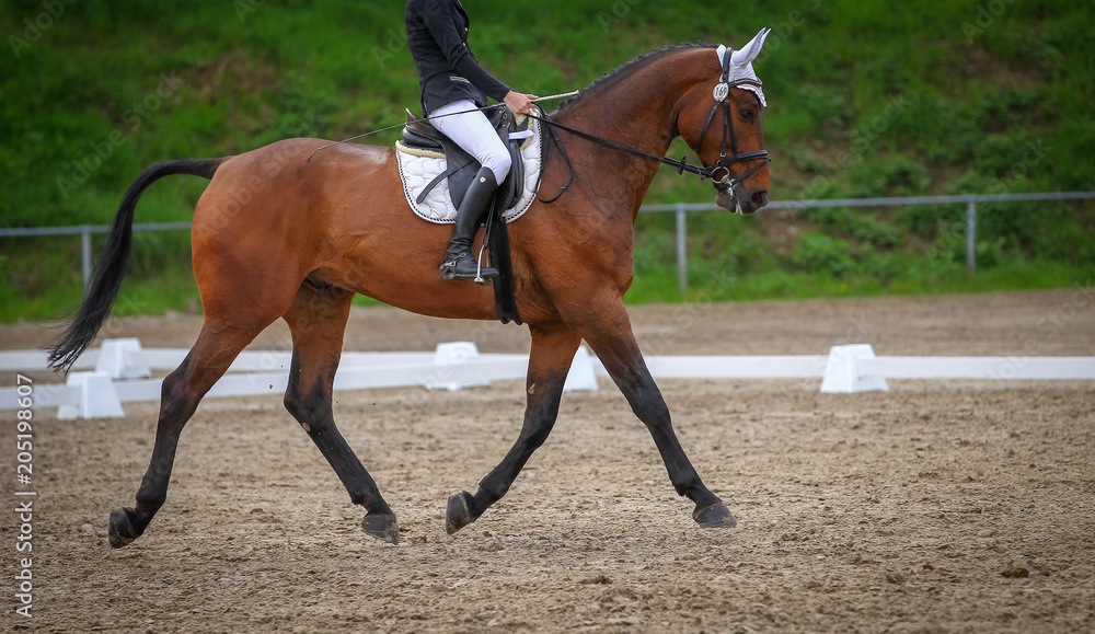 Horse brown (fox) with rider in the dressage course, in the gait trot, taken in the clipping from the side in the floating phase. Horse brown (fox) with rider in the dressage course, in the gait trot, taken in the clipping from the side in the floating phase.