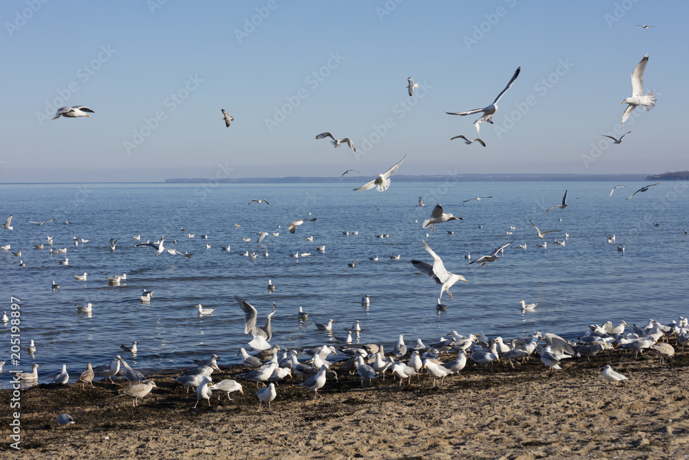 Fototapeta premium Europa, Deutschland, Schleswig-Holstein, Lübecker Bucht, Ostseeküste, Schwarm Möwen, (Laridae)
