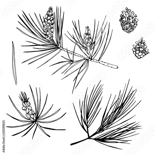 Hand drawn pine branch. Vector sketch  illustration. photo