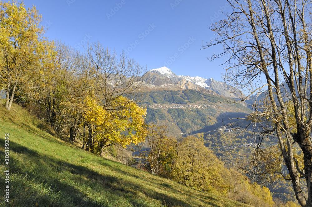 Yellow foliage of tree in landscape of mountain in autumn