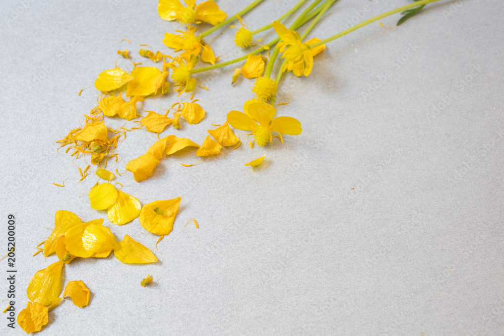 yellow flower and scattered leaves on grey background