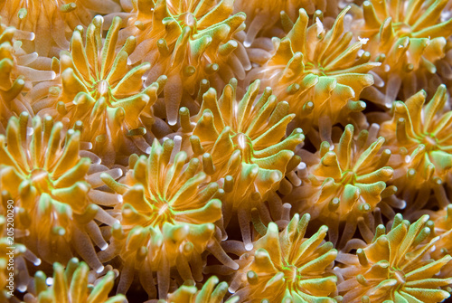 Konstfotografi Colorful yellow and green polyps from a hard coral
