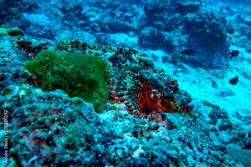 Fototapeta Naklejka Na Ścianę i Meble -  Tasselled Scorpionfish