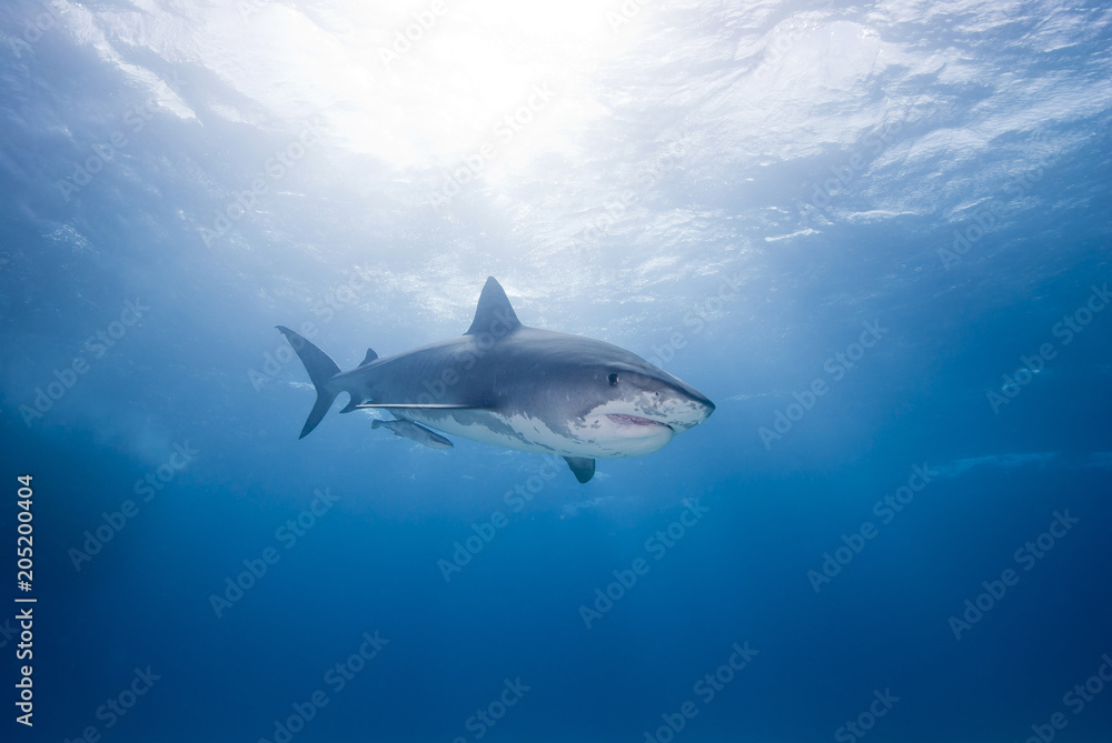 Tiger shark looking angry with open mouth close to the surface in blue water with sun in the background