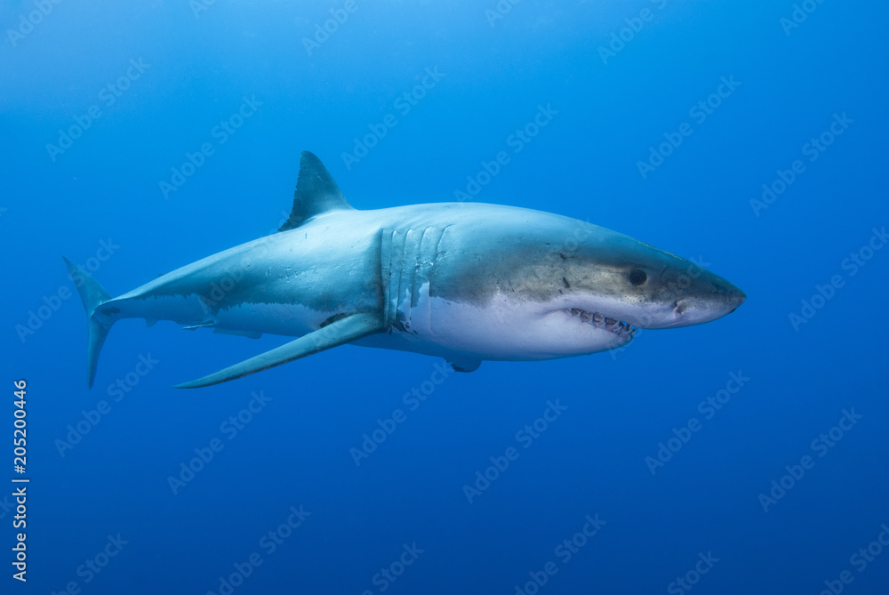 Naklejka premium Great white shark showing the eye and sharp teeth rows in blue water