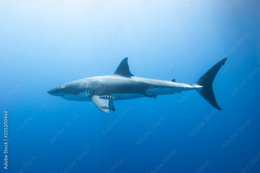 Great white shark with pilot fish from the side in blue water Great white shark with pilot fish from the side in blue water
