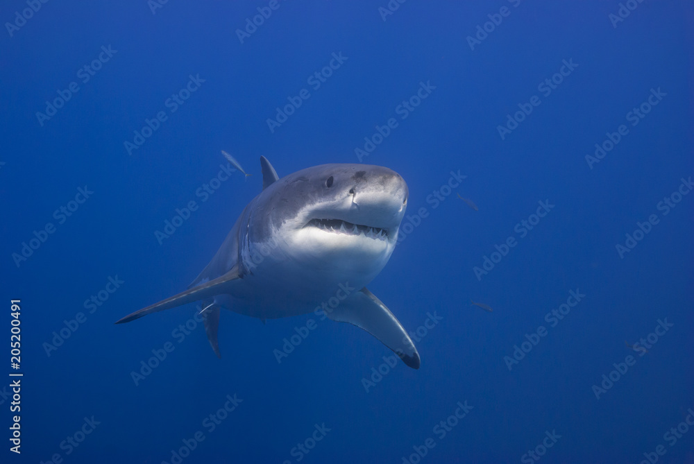 Great White Shark showing sharp rows of teeth Great White Shark showing sharp rows of teeth