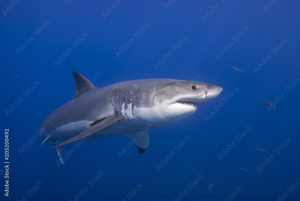Great White Shark showing sharp rows of teeth in blue water
