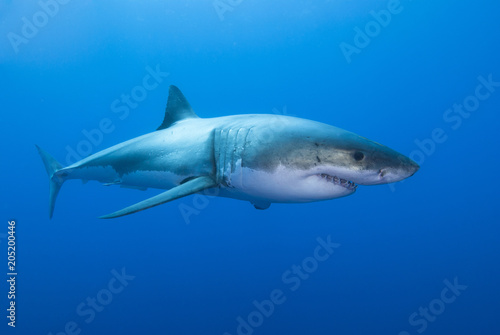 Great white shark showing the eye and sharp teeth rows in blue water