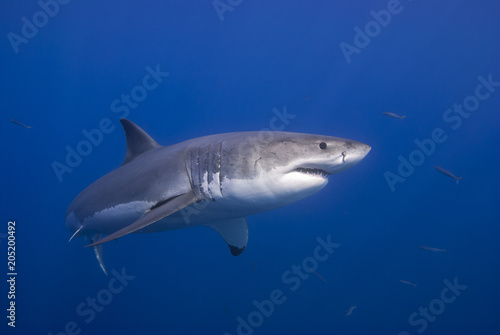 Great White Shark showing sharp rows of teeth in blue water