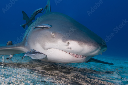 Photos Lemon shark showing sharp rows of teeth close to the sand