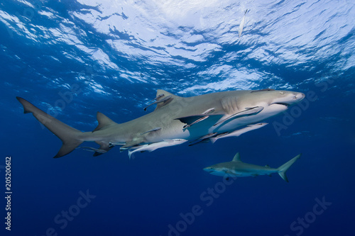 Lemon shark with suckerfish in blue water photo