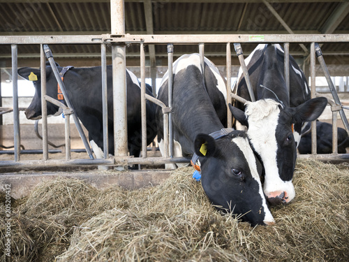 spotted holstein cows feed from dried grass inside barn on dutch farm in the netherlands