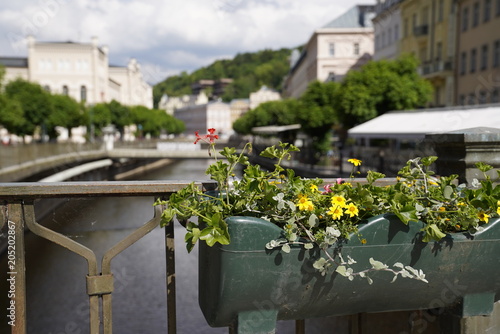 Plants with a view at the streets of Calrsbad (Karlovy Vary), Czech Republic in the background © Eduards